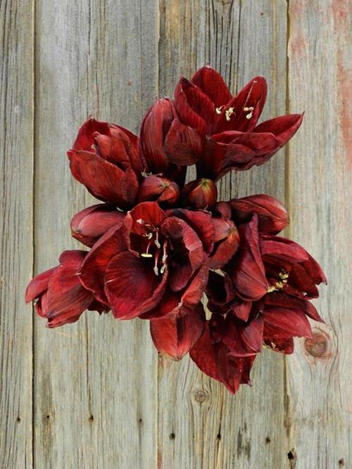 BENEFICIA BURGUNDY AMARYLLIS